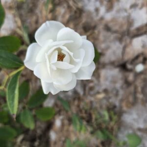 پاورپوینت در مورد رشد و نمو گیاهان