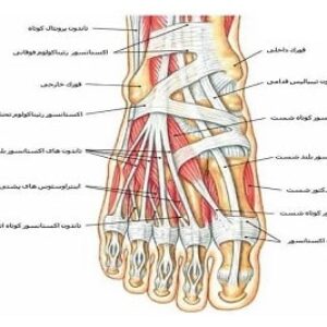 پاورپوینت در مورد ساختمان اسکلتی پا